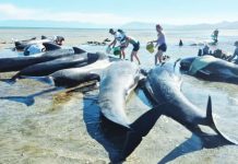 6 whales die after mass stranding on remote NZ beach Volunteers surround nearly a dozen pilot whales, pouring buckets of water to keep them cool. Some 55 whales had washed up on Farewell Spit, New Zealand. Project Jonah New Zealand