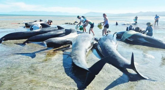 New Zealand Volunteers surround nearly a dozen pilot whales, pouring buckets of water to keep them cool. Some 55 whales had washed up on Farewell Spit, New Zealand. Project Jonah New Zealand