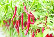DA to ramp up efforts to boost chili pepper production The Department of Agriculture (DA) says chili peppers can be grown in most parts of the Philippines, not just in Bicol, widening the pool of potential growers under the DA’s High Value Crops program. PHOTO COURTESY OF BIOPROTECTIONPORTAL.COM
