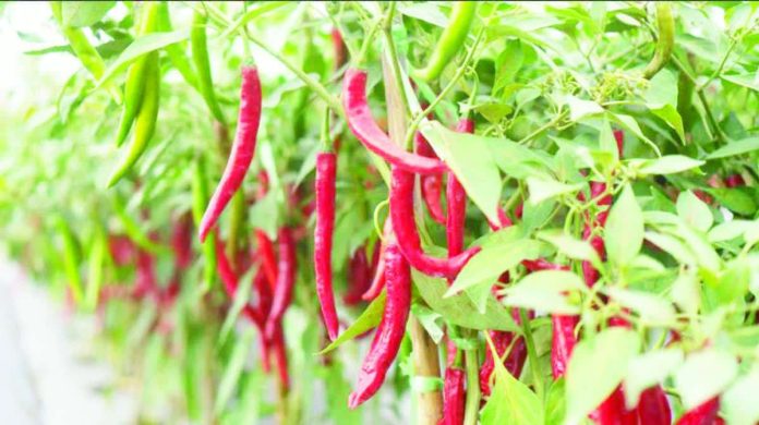chili_pepper.JPG_resized_compressed The Department of Agriculture (DA) says chili peppers can be grown in most parts of the Philippines, not just in Bicol, widening the pool of potential growers under the DA’s High Value Crops program. PHOTO COURTESY OF BIOPROTECTIONPORTAL.COM