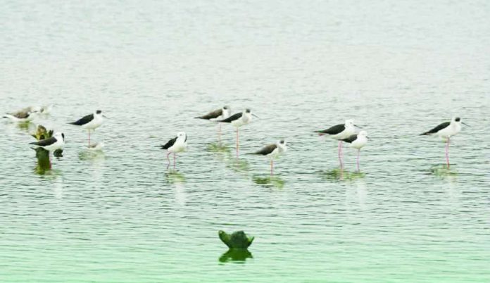 denr waterbirds pic 2 copy_compressed_compressed