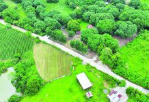 Farm-to-market program serves 125,476 Western Visayas households The Department of Agriculture targets to build 2,200 kilometers of farm-to-market roads this year after the agency’s budget for these concrete highways was raised to P33 billion from P23 billion in 2025. PHOTO COURTESY OF DPWH