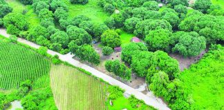 The Department of Agriculture targets to build 2,200 kilometers of farm-to-market roads this year after the agency’s budget for these concrete highways was raised to P33 billion from P23 billion in 2025. PHOTO COURTESY OF DPWH