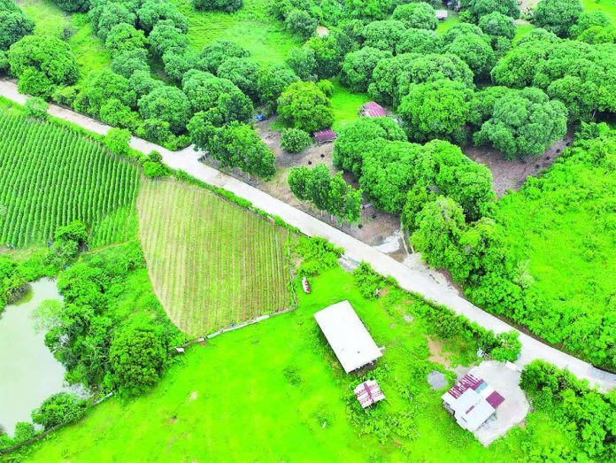 The Department of Agriculture targets to build 2,200 kilometers of farm-to-market roads this year after the agency’s budget for these concrete highways was raised to P33 billion from P23 billion in 2025. PHOTO COURTESY OF DPWH
