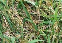 Low to moderate rice pest pressure seen in WV Photo courtesy of IRRI