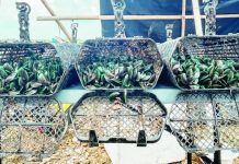 High-density polyethylene baskets filled with green mussels are used in a trial in Leganes, Iloilo, testing an alternative culture method aimed at improving productivity and reducing overcrowding in mussel farming.