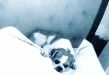 Police probe man in fatal bludgeoning of dog; animal groups seek charges under cruelty law This undated file photo shows “Toto,” the seven-year-old Shih Tzu at the center of an animal cruelty case in Leganes, Iloilo, whose killing on New Year’s Day has sparked public outrage and calls for justice from animal welfare groups. PHOTO FROM TEAM ASPIN OF ILOILO - TAIL