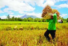 Palay price set at P17, P21 per kilo The Department of Agriculture says rice industry stakeholders have set buying price for wet and dry palay at P17 and P21 per kilo, respectively, to stabilize rice prices in the market. GMA INTEGRATED NEWS/DANNY PATA FILE PHOTO