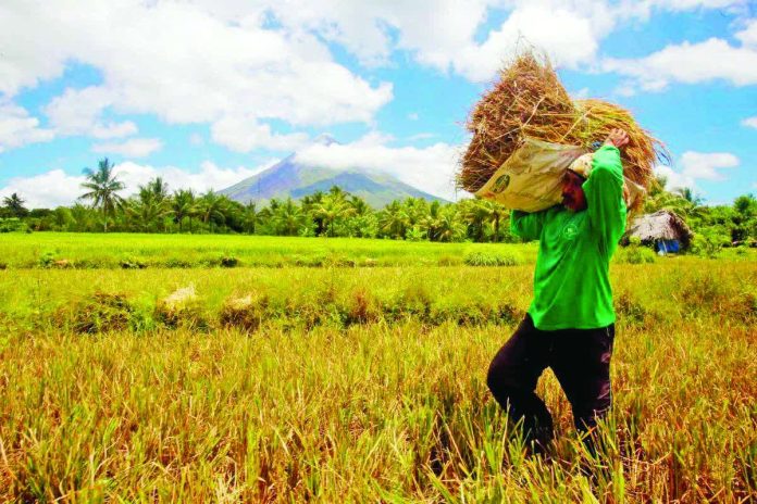 palay_price_resized_compressed The Department of Agriculture says rice industry stakeholders have set buying price for wet and dry palay at P17 and P21 per kilo, respectively, to stabilize rice prices in the market. GMA INTEGRATED NEWS/DANNY PATA FILE PHOTO