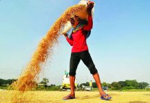 Gov’t aims to build over 300 palay processing centers this year A farmer in Barangay Tibag, Pulilan, Bulacan dries palay on the road. On Monday, January 19, 2026, President Ferdinand ''Bongbong'' Marcos Jr. said the government will build more than 300 palay drying systems this year. DANNY PATA/FILE PHOTO
