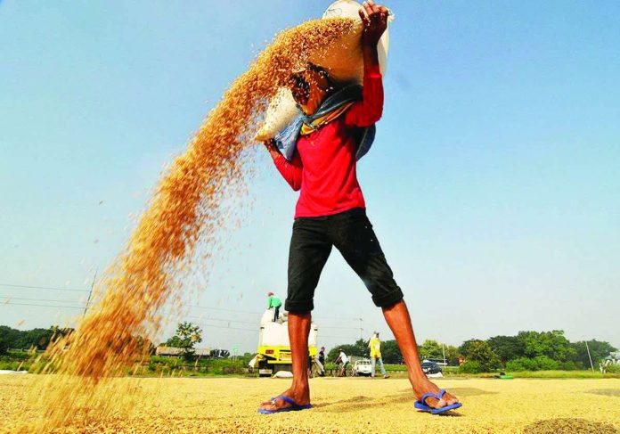 palay_processing_centers_resized_compressed A farmer in Barangay Tibag, Pulilan, Bulacan dries palay on the road. On Monday, January 19, 2026, President Ferdinand ''Bongbong'' Marcos Jr. said the government will build more than 300 palay drying systems this year. DANNY PATA/FILE PHOTO