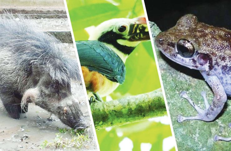 Ati tribes roar for nature: Dinagyang 2026 turns spotlight on Visayas wildlife