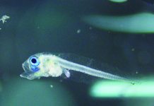 SEAFDEC achieves world’s first natural captive spawning of mackerel tuna One of the first naturally spawned mackerel tuna fry, photographed under a microscope three days after hatching. PHOTO BY SEAFDEC/AQD