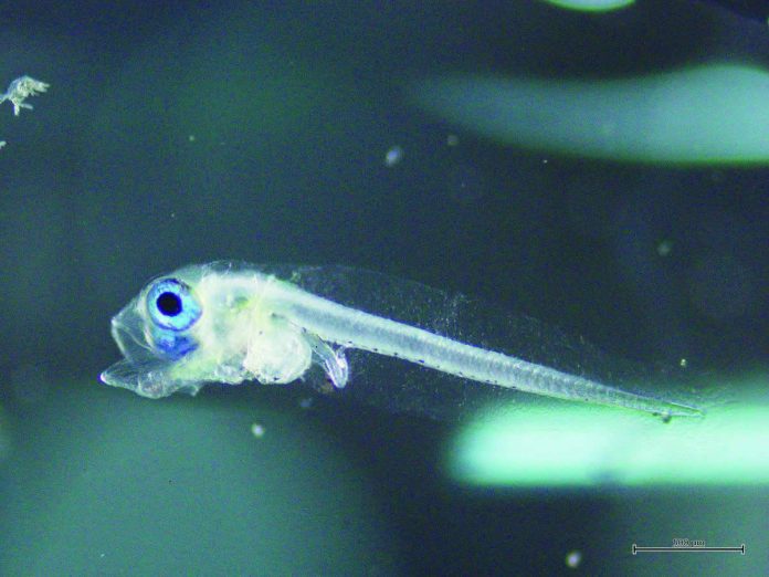 seafdec1.JPG_resized_compressed One of the first naturally spawned mackerel tuna fry, photographed under a microscope three days after hatching. PHOTO BY SEAFDEC/AQD