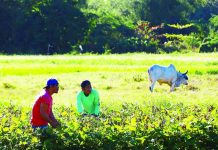 FTI ordered to buy chili pepper, mung beans from local farmers Farmers harvest monggo (mung beans) in Imus, Cavite in this file photo. The Department of Agriculture aims to boost monggo domestic output to achieve self-sufficiency and preserve foreign exchange now spent on imports. PNA PHOTO BY JOAN BONDOC