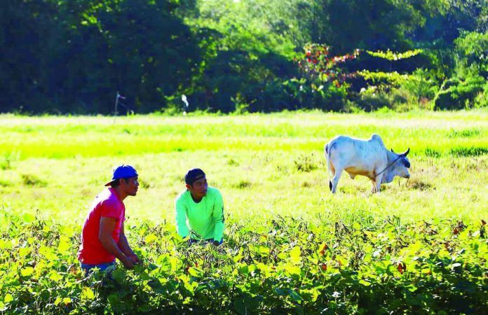 sili_monggo_copy_resized_compressed Farmers harvest monggo (mung beans) in Imus, Cavite in this file photo. The Department of Agriculture aims to boost monggo domestic output to achieve self-sufficiency and preserve foreign exchange now spent on imports. PNA PHOTO BY JOAN BONDOC