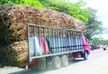 SRA exec pushes long-term actions as millgate sugar prices improve Cane trucks deliver sugarcane for milling in northern Negros Occidental in this undated photo. Sugar Board Member David Andrew Sanson on Monday, Jan. 19, 2026, pushed for harmony in seeking long-term solutions for the industry as millgate sugar prices started to improve last week. PNA BACOLOD FILE PHOTO
