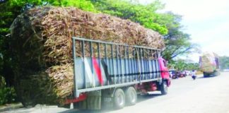 Cane trucks deliver sugarcane for milling in northern Negros Occidental in this undated photo. Sugar Board Member David Andrew Sanson on Monday, Jan. 19, 2026, pushed for harmony in seeking long-term solutions for the industry as millgate sugar prices started to improve last week. PNA BACOLOD FILE PHOTO