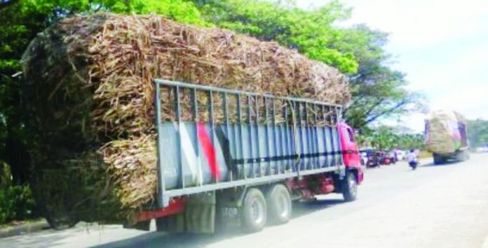 Cane trucks deliver sugarcane for milling in northern Negros Occidental in this undated photo. Sugar Board Member David Andrew Sanson on Monday, Jan. 19, 2026, pushed for harmony in seeking long-term solutions for the industry as millgate sugar prices started to improve last week. PNA BACOLOD FILE PHOTO