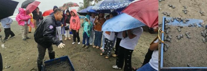 Residents of Numancia, Aklan gathered at Barangay Camanci Norte to witness the early morning release of 73 Olive ridley hatchlings into the sea on February 6. The activity, led by the LGU Numancia and DENR-PENRO Aklan, underscores ongoing efforts to protect marine wildlife and maintain ecological balance in the province. DENR-PENRO AKLAN