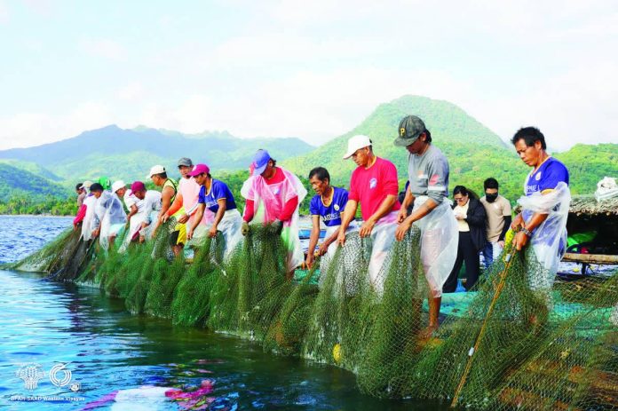Antique_PaFFA_copy_resized_resized_compressed Fisherfolk, farmers, and local workers known as “boso” worked together during PaFFA’s lambaklad fishing operation in Libertad, Antique, which generated P303,624 in gross sales in January. BFAR-SAAD WV