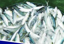 Philippines importing fish to prepare for closed fishing season The Association of Fresh Fish Traders of the Philippines Inc. says that galunggong — which has soared to over P400 per kilo in some markets — may be sold at half the amount, or even less, beginning March 2026 following the end of the government's closed fishing season. PHOTO COURTESY OF GMA INTEGRATED NEWS
