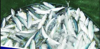 The Association of Fresh Fish Traders of the Philippines Inc. says that galunggong — which has soared to over P400 per kilo in some markets — may be sold at half the amount, or even less, beginning March 2026 following the end of the government's closed fishing season. PHOTO COURTESY OF GMA INTEGRATED NEWS