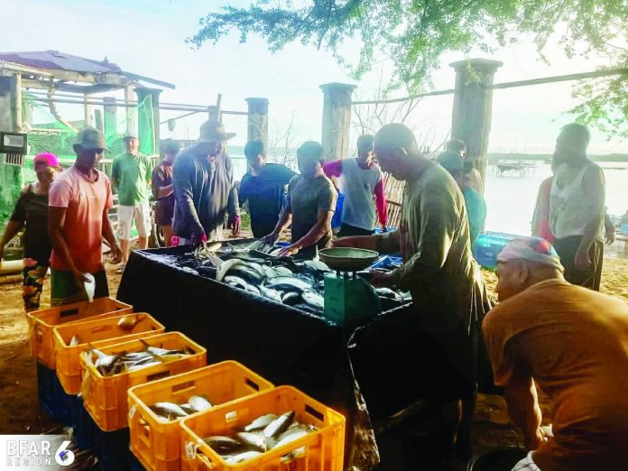 Members of the Igdarapdap Fisherfolk Association displayed their freshly harvested milkfish during the group’s 3.8-ton harvest from an HDPE fish cage in Nueva Valencia, Guimaras, under the DA-BFAR-6 Aquaculture and Mariculture Expansion and Invigoration Project. BFAR-6 PHOTO