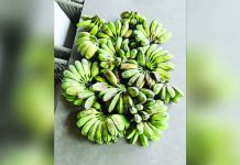 Philippine Cardaba Banana variety, or saba, is recently driving exports with products such as banana chips, steamed saba and banana catsup. MIKEY BUSTOS/FACEBOOK PHOTO