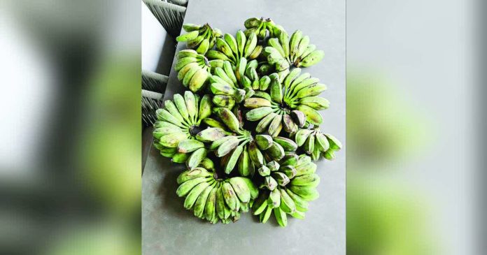 Philippine Cardaba Banana variety, or saba, is recently driving exports with products such as banana chips, steamed saba and banana catsup. MIKEY BUSTOS/FACEBOOK PHOTO