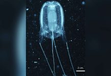 Scientists document new box jellyfish species in PH Alatina alata. PHOTO CREDIT: BOCO ET AL., 2025