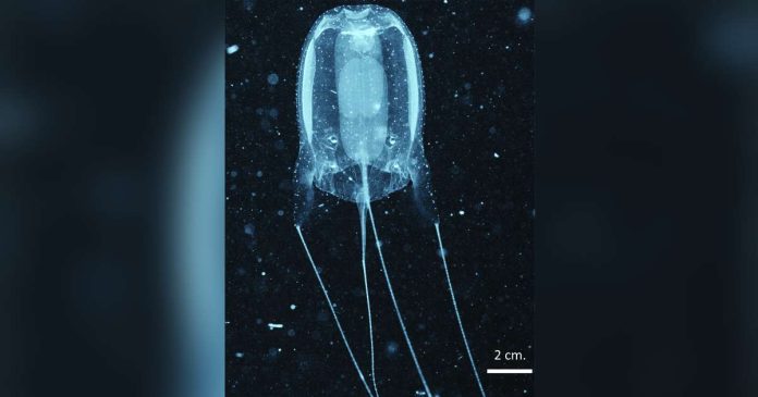Scientists1 copy_superimposed Alatina alata. PHOTO CREDIT: BOCO ET AL., 2025