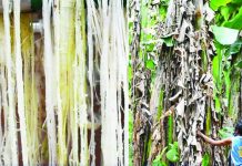 Banana textile fibers (left photo) can be extracted from their pseudostem and can be utilized for different textile applications such as wearables, home furnishings, biomedical, and industrial components. PHOTOS COURTESY OF DOST