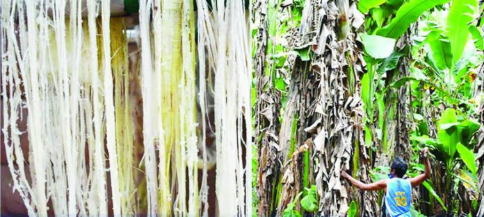 banana_fiber.JPG_resized_compressed Banana textile fibers (left photo) can be extracted from their pseudostem and can be utilized for different textile applications such as wearables, home furnishings, biomedical, and industrial components. PHOTOS COURTESY OF DOST
