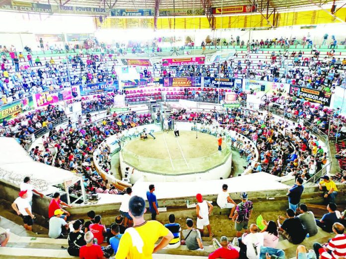 cockfighting_pic_and_caption_copy_resized_compressed The annual Candelaria cock derby at the Iloilo Coliseum in Jaro, Iloilo City is a fiesta fixture. It draws cockfighting enthusiasts even from abroad. AJ PALCULLO/PN