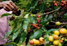 Coffee berries are handpicked by farmers. The Department of Agriculture said coffee, long treated as a minor crop, now demands full attention. PHOTO COURTESY OF THE COFFEE HERITAGE PROJECT