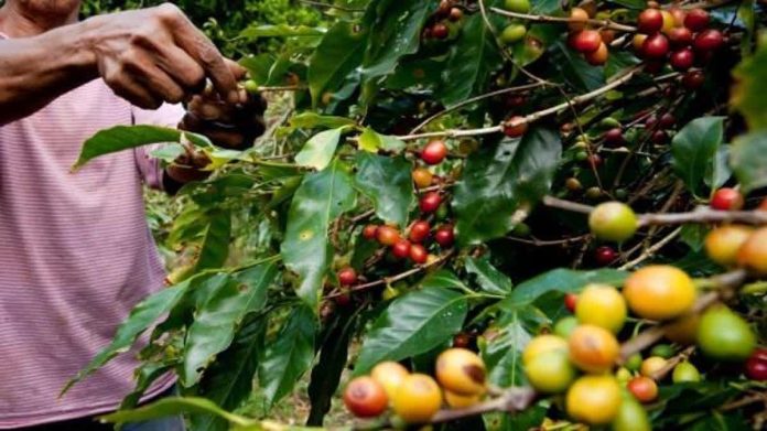 Coffee berries are handpicked by farmers. The Department of Agriculture said coffee, long treated as a minor crop, now demands full attention. PHOTO COURTESY OF THE COFFEE HERITAGE PROJECT