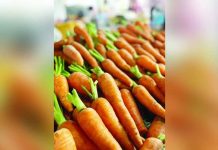 Carrot, eggplant lead early Dec. 2025 price changes in Guimaras This figure (left) shows the average retail price per kilogram of carrot in Guimaras in the first and second phases of December 2024 and November 2025, respectively, and first phase of December 2025. PHOTOS COURTESY OF PSA / FACEBOOK