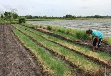 A member of the Oton Bulb Onion Growers Association continue onion cultivation in Oton, Iloilo. The town is among the focus areas of the High Value Crops Development Program (HVCDP) for onion production in Iloilo province. Onion or bulb onion is one of the crops recommended by the Department of Agriculture for planting during the dry season. PHOTO FROM DARYLL SERVANIA, OTON MUNICIPAL AGRICULTURE AND COOPERATIVE OFFICE VIA DA-6