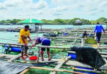 Researchers and technicians conduct stocking density and feeding trials at a sea-based cage facility in Guimaras as part of efforts to develop science-backed, sustainable spiny lobster farming protocols for coastal communities. SEAFDEC/AQD