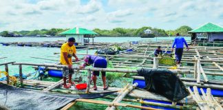 Researchers and technicians conduct stocking density and feeding trials at a sea-based cage facility in Guimaras as part of efforts to develop science-backed, sustainable spiny lobster farming protocols for coastal communities. SEAFDEC/AQD