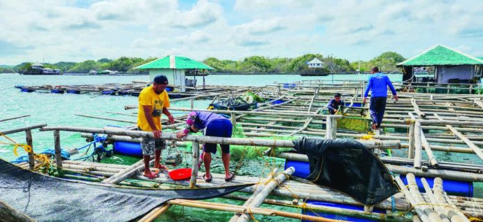 neljoy_lobster_(1)_copy_resized_compressed Researchers and technicians conduct stocking density and feeding trials at a sea-based cage facility in Guimaras as part of efforts to develop science-backed, sustainable spiny lobster farming protocols for coastal communities. SEAFDEC/AQD
