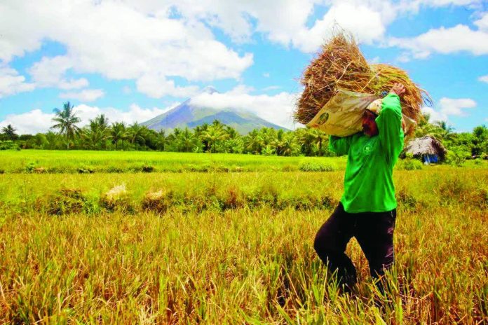 palay-buying_rules_copy_resized_compressed The National Food Authority maintained its buying price at P17 per kilo for fresh or wet palay and P21 per kilo for dry. DANNY PATA FILE PHOTO/GMA INTEGRATED NEWS