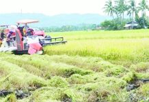 Palay production in WV hits 1.4 million MT in 2025 Antique accounted for 13.5 percent of Western Visayas’ total palay production in 2025. Photo shows palay harvest in the municipality of Sibalom. PNA PHOTO COURTESY OF SIBALOM MAO