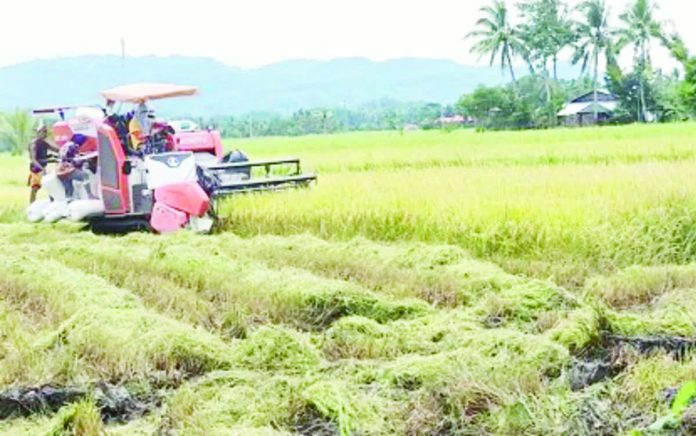 palay_production_resized_compressed Antique accounted for 13.5 percent of Western Visayas’ total palay production in 2025. Photo shows palay harvest in the municipality of Sibalom. PNA PHOTO COURTESY OF SIBALOM MAO