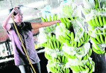 Philippines seeks wider market access for farm produce A woman washes bananas as they process it for packaging in Tagum City, Davao Del Norte. ANDREW TADALAN / PDI PHOTO