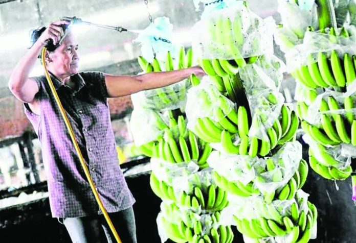 ph seeks A woman washes bananas as they process it for packaging in Tagum City, Davao Del Norte. ANDREW TADALAN / PDI PHOTO