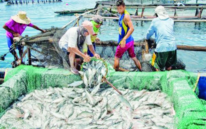 “The annual loss of 45 million kilograms of fish isn’t just a statistic. If you want to visualize it, it’s the equivalent of emptying a fully loaded jungle jet of fish out of our waters every single day,” according to a top officer of marine advocacy group Oceana. PHOTO COURTESY OF PNA