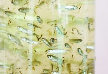 Philippine aquaculture to benefit from higher output of fry, fingerlings – BFAR The Bureau of Fisheries and Aquatic Resources attributed the improved production of young fish to the optimal usage of sustainable aquaculture technologies and the proper maintenance of broodstocks under its National Broodstock Development Program. File photo shows milkfish fingerlings at SEAFDEC/AQD’s Tigbauan Main Station in Iloilo. SEAFDEC/AQD PHOTO