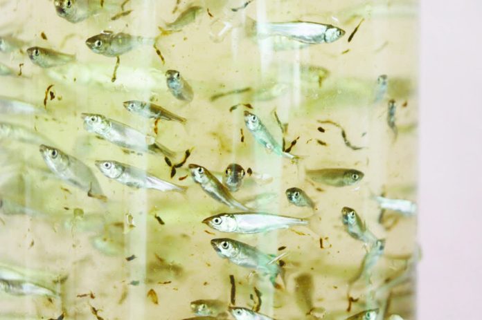 philippine_aquaculture_resized_compressed The Bureau of Fisheries and Aquatic Resources attributed the improved production of young fish to the optimal usage of sustainable aquaculture technologies and the proper maintenance of broodstocks under its National Broodstock Development Program. File photo shows milkfish fingerlings at SEAFDEC/AQD’s Tigbauan Main Station in Iloilo. SEAFDEC/AQD PHOTO